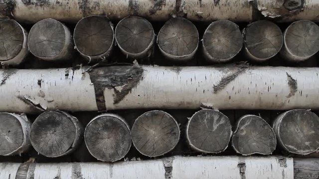 a Lot of Birch Logs
