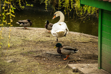 Naklejka premium Swan on the land