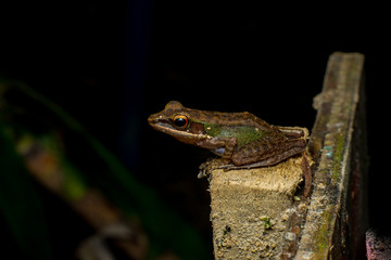 Brown White-lipped Frog (Chalcorana labialis) looking the left space, stay firm on the rock during the night with dark background