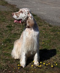 White furry dog with brown spots and long hair sitting on the spring grass