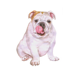 Watercolor portrait of white English or British bulldog breed dog isolated on white background. Hand drawn sweet pet. Bright colors, realistic look. Greeting card design. Clip art. Add your tex - 132705348
