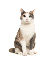 Fototapeta premium Grey, orange and white sitting cat