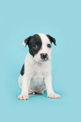 Sitting stafford terrier puppy on a blue background