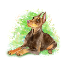Watercolor portrait of black German Dobermann Pinscher breed dog isolated on green background. Hand drawn sweet pet. Bright colors, realistic look. Greeting card design. Clip art. Add your text