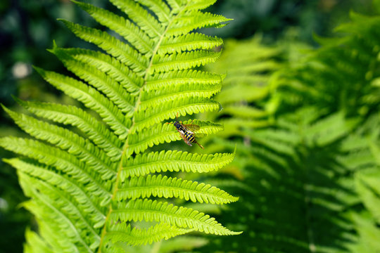  Green leaf of fern with a small bee - selective focus