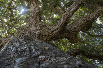 Fototapeta na wymiar Close-up of bark of a tree