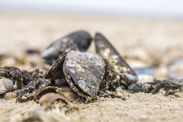 Mussels on the beach