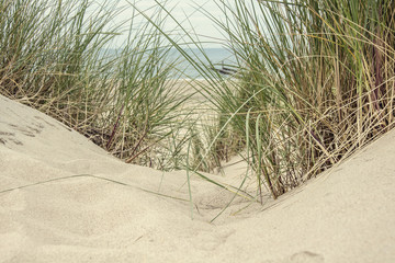 Obraz premium Sand and grass in the dunes