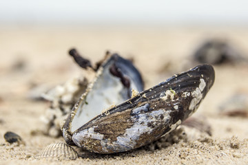 Mussel on the beach