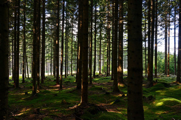 Obraz premium Märchenwald, Bäume, Gegenlicht