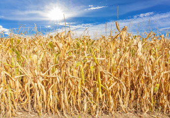 champ de maïs écrasé par le soleil 