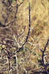 Close-up of thorn bushes