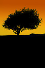 Fototapeta na wymiar Silhouette of a tree in the desert