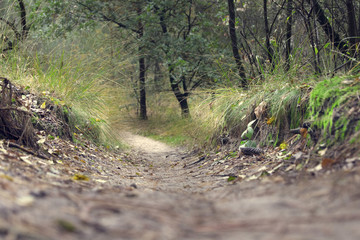 forest trail for hiking and biking
