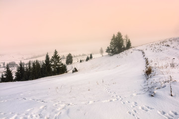 Fototapeta na wymiar fog in the spruce forest on hillside