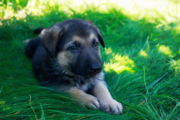 puppy breed German Shepherd