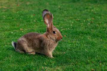the gray rabbit