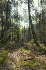 Forrest with the sun shining through the trees
