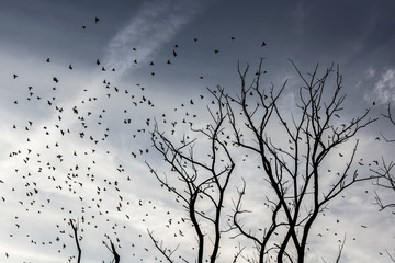 Starlings flying around a dead tree