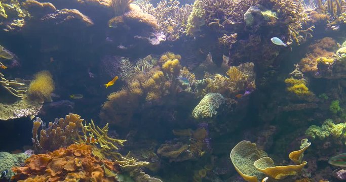 Small Colorful Deep Sea Coral Fish In Aquarium