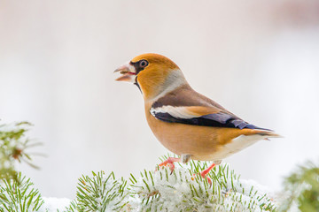 Kernbei&szlig;er auf einer Tanne