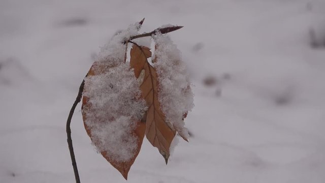 Junge Buche im Schnee, Fagus, Winterwald, 4K