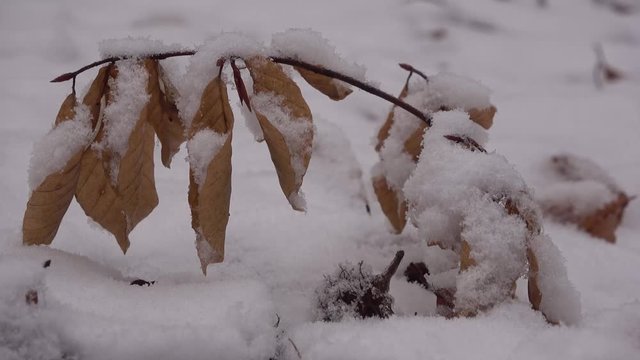 Junge Buche im Schnee, Fagus, Winterwald, 4K