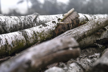 birch logs