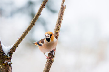 Kernbei&szlig;er auf einer Tanne