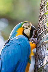The blue-and-yellow macaw (Ara ararauna), also known as the blue-and-gold macaw