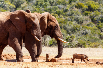 Fototapeta na wymiar Bush Elephants chasing the warthogs