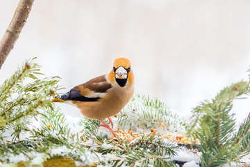 Kernbei&szlig;er auf einer Tanne
