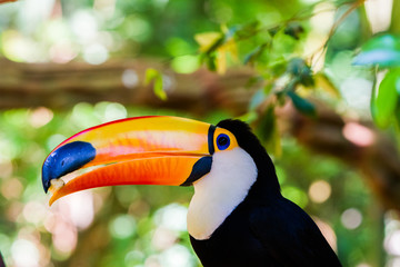 Close-up of the toco toucan Ramphastos toco.