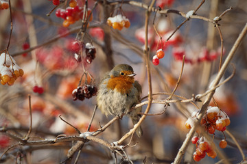 Robin