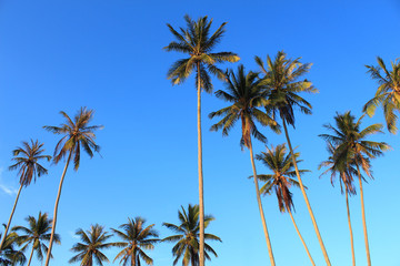 Coconut plam tree on blue sky background