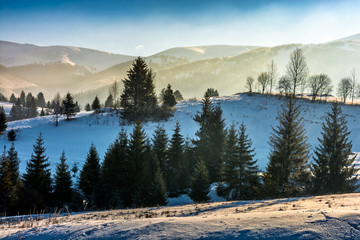 spruce forest on snowy meadow in high mountains