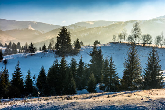 Fototapeta spruce forest on snowy meadow in high mountains