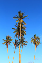 Obraz premium Coconut plam tree on blue sky background