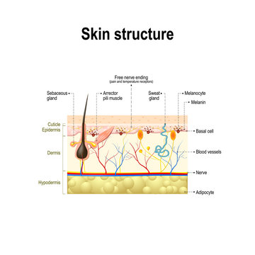 human skin structure