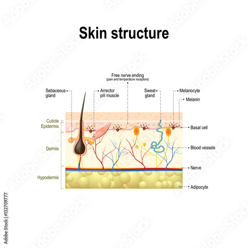 skin structure stock photos royalty free skin structure images depositphotos 174 quot human skin structure quot stock image and royalty free vector files on fotolia pic 132709777 skin structure stock photos royalty free skin structure images depositphotos 174 quot human skin structure quot stock image and royalty free vector files on fotolia pic 132709777