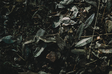 Ground structure in Autumn