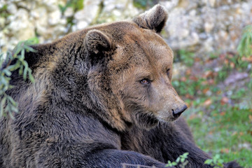 Obraz premium European Brown Bear watching, close up