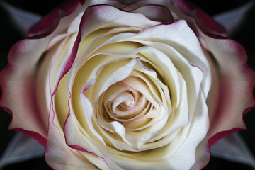 Blooming white and pink rose close up. Natural flower background