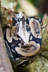 Close-up of grey and beige snake at the Iguazu Waterfalls National Park