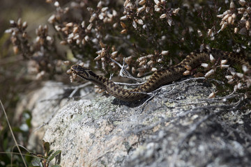 adder