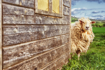 Obraz premium Sheep Looking Around the Corner