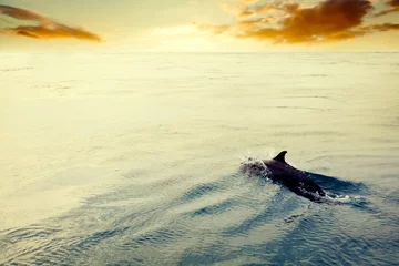 Photo sur Plexiglas Dauphin Dauphin sautant dans l& 39 océan au coucher du soleil. Maldives
