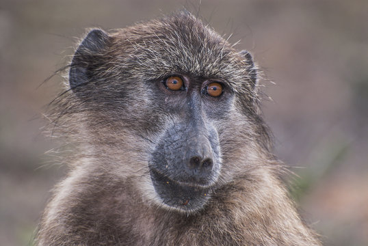 Chacma Baboon