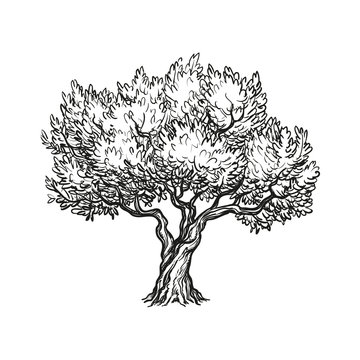 How to Draw a Tree - Easy Drawing Art