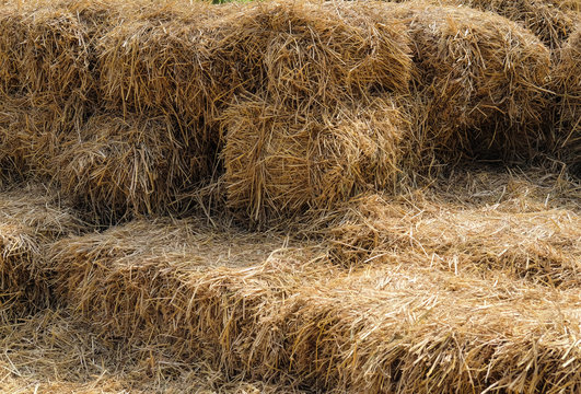 Rice straw group